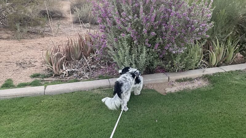 Grayhawk Park - Scottsdale, AZ