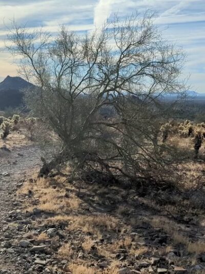 Lost Dog Wash Trailhead - Scottsdale, AZ
