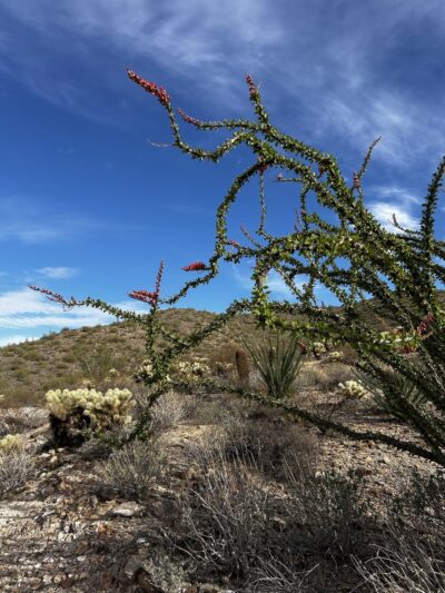 Lost Dog Wash Trailhead - Scottsdale, AZ