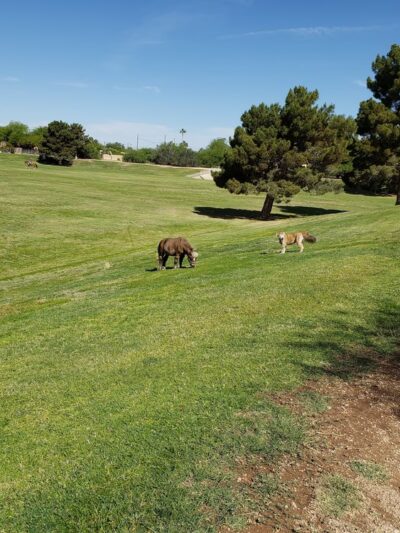 Mescal Park - Scottsdale, AZ