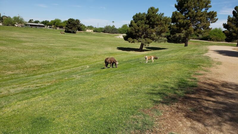 Mescal Park - Scottsdale, AZ