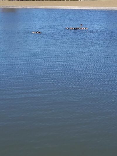 DC Ranch Park - Scottsdale, AZ