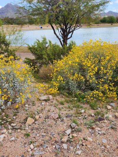 DC Ranch Park - Scottsdale, AZ