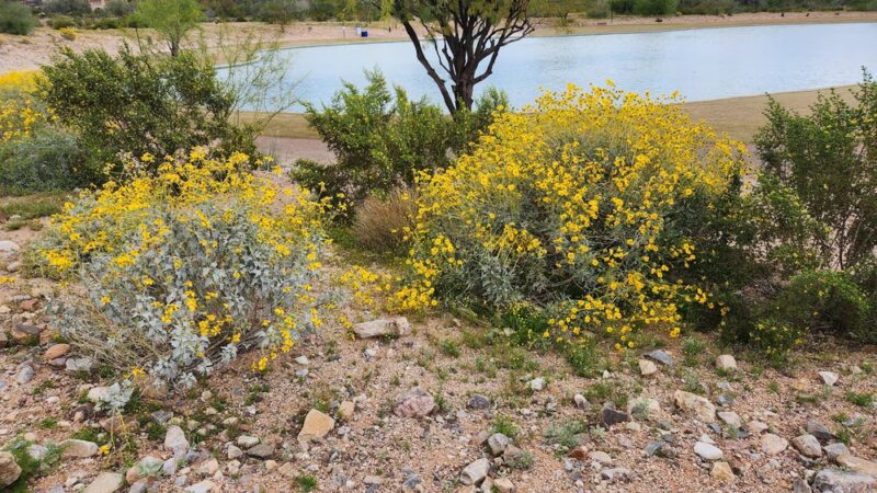 DC Ranch Park - Scottsdale, AZ