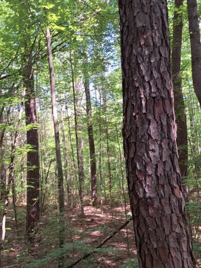 Twisted Oliver MTB trail - Scottsville, KY