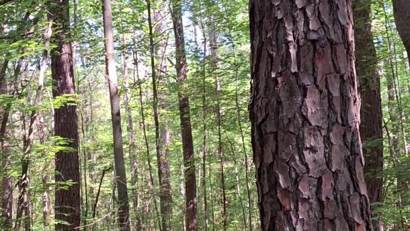 Twisted Oliver MTB trail - Scottsville, KY