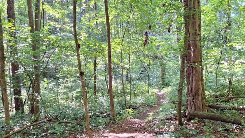 Twisted Oliver MTB trail - Scottsville, KY