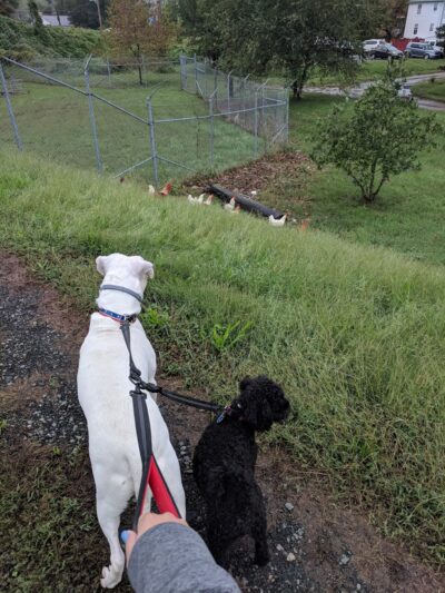 Levee Trail - Scottsville, VA