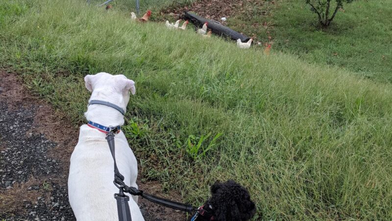 Levee Trail - Scottsville, VA