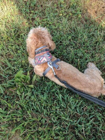 Levee Trail - Scottsville, VA