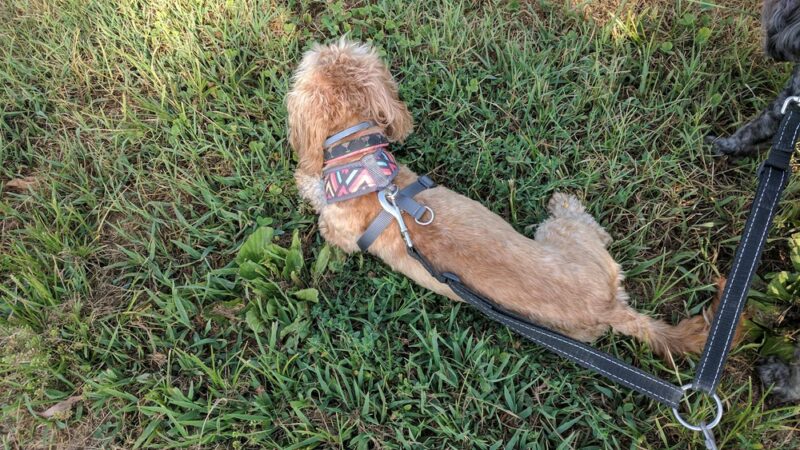 Levee Trail - Scottsville, VA