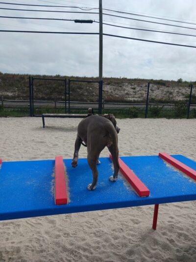 Sea Isle Dog Park - Sea Isle City, NJ