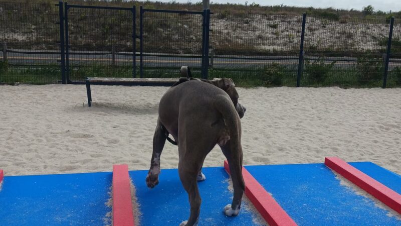 Sea Isle Dog Park - Sea Isle City, NJ