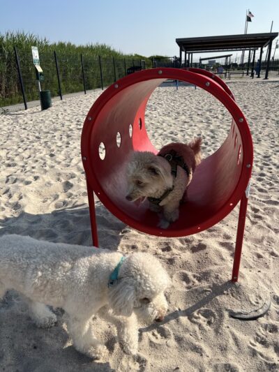 Sea Isle Dog Park - Sea Isle City, NJ