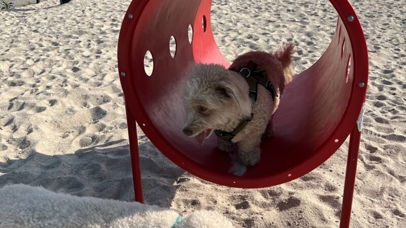 Sea Isle Dog Park - Sea Isle City, NJ