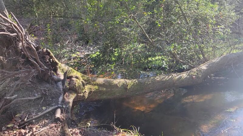 Chapel Branch Nature Trail - Seaford, DE