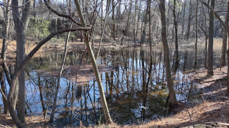 Chapel Branch Nature Trail - Seaford, DE
