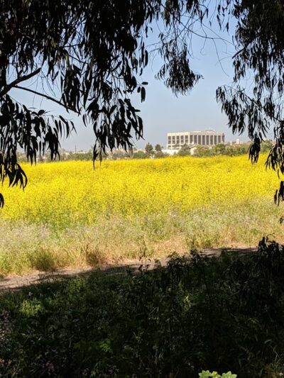 Gum Grove Park - Seal Beach, CA