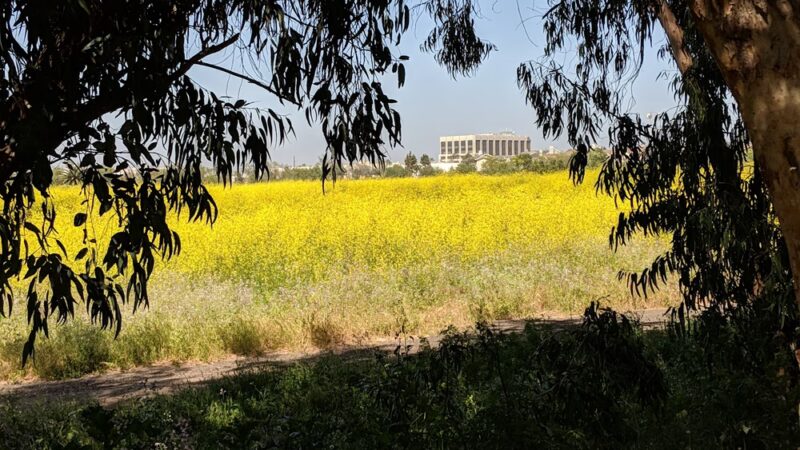 Gum Grove Park - Seal Beach, CA
