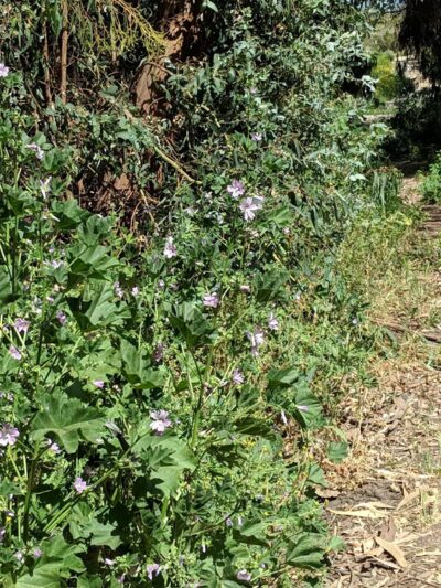 Gum Grove Park - Seal Beach, CA