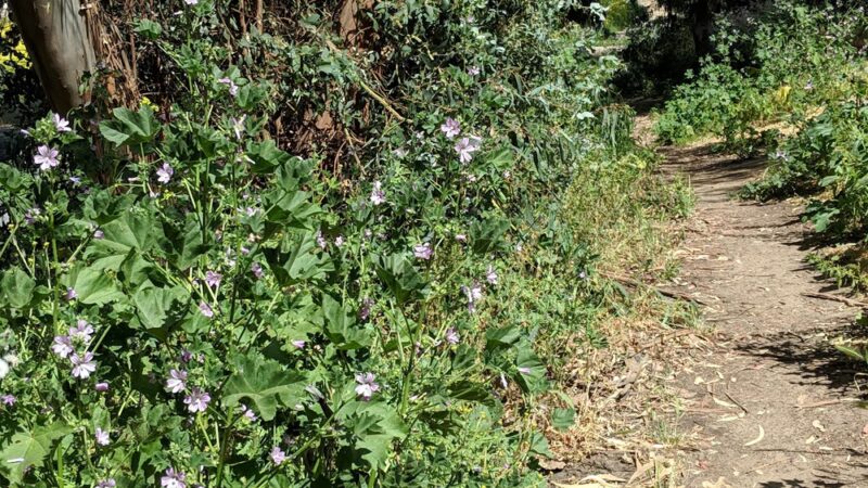 Gum Grove Park - Seal Beach, CA