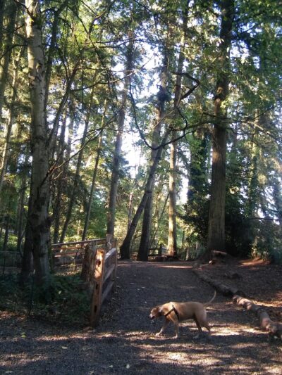 Northacres Off-Leash Dog Area - Seattle, WA