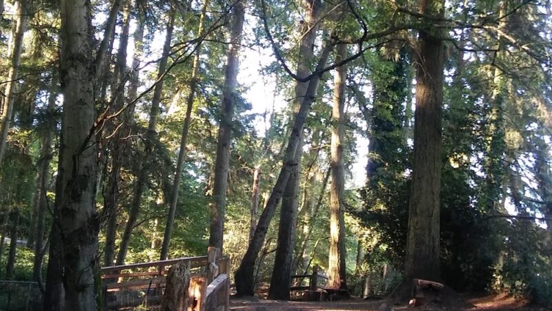 Northacres Off-Leash Dog Area - Seattle, WA