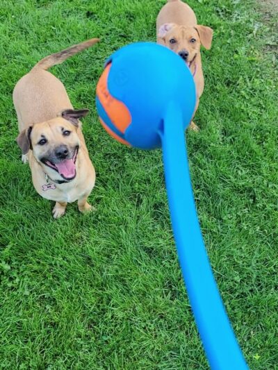 Northacres Off-Leash Dog Area - Seattle, WA