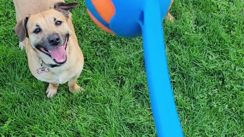 Northacres Off-Leash Dog Area - Seattle, WA