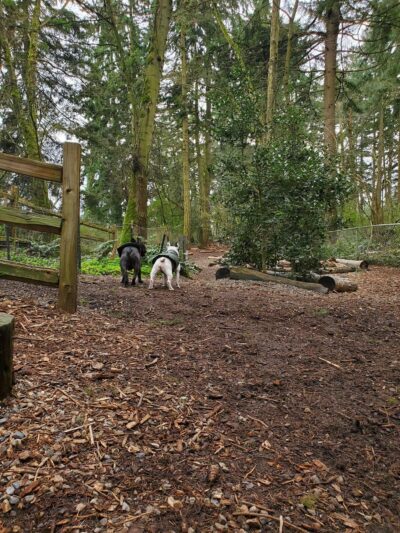 Northacres Off-Leash Dog Area - Seattle, WA