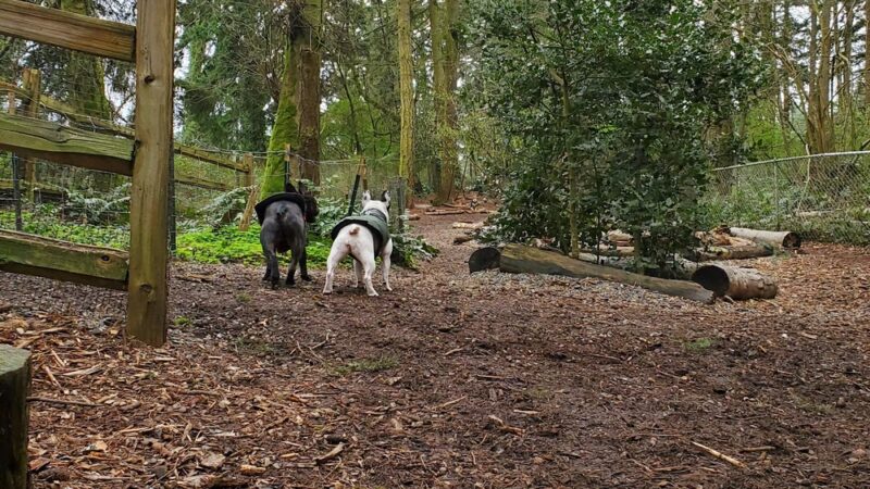 Northacres Off-Leash Dog Area - Seattle, WA