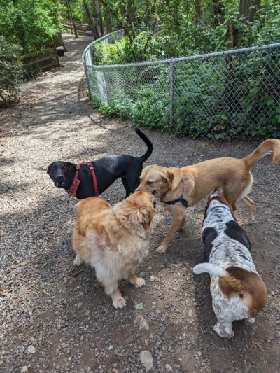 Northacres Off-Leash Dog Area - Seattle, WA