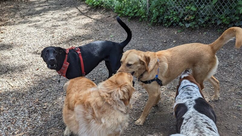 Northacres Off-Leash Dog Area - Seattle, WA