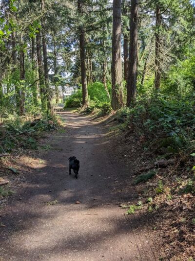 Northacres Off-Leash Dog Area - Seattle, WA