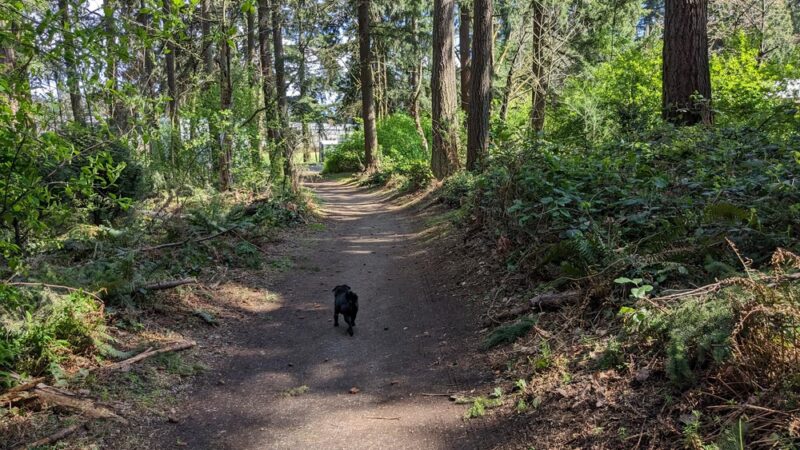 Northacres Off-Leash Dog Area - Seattle, WA