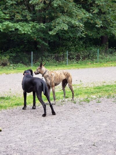 Shoreview Park Off Leash Area Dog Park - Seattle, WA