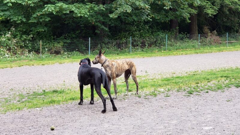 Shoreview Park Off Leash Area Dog Park - Seattle, WA
