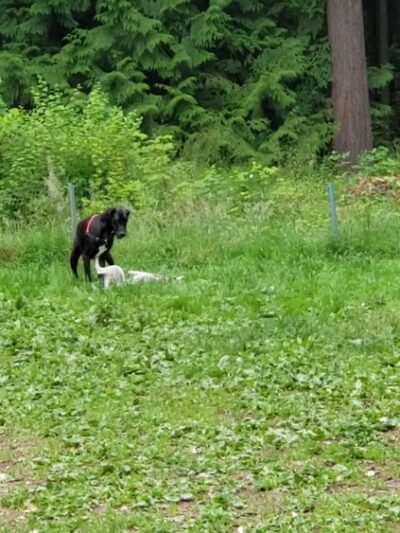 Shoreview Park Off Leash Area Dog Park - Seattle, WA