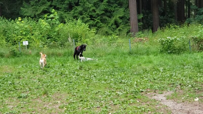 Shoreview Park Off Leash Area Dog Park - Seattle, WA