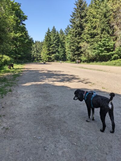 Shoreview Park Off Leash Area Dog Park - Seattle, WA