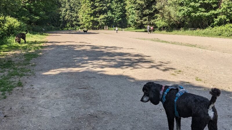 Shoreview Park Off Leash Area Dog Park - Seattle, WA