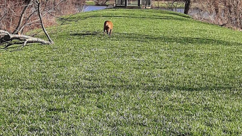 Clover Dell Park - Sedalia, MO