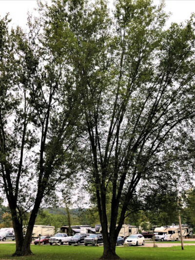 Penn Avon Campground - Selinsgrove, PA