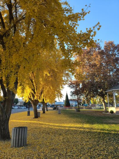 Selma Park - Selma, CA