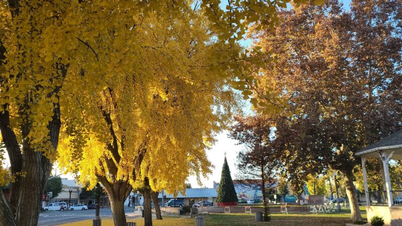 Selma Park - Selma, CA