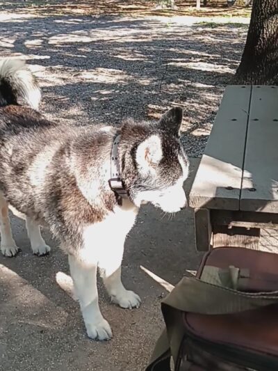 Boca Ciega Millennium Park Dog Park - Seminole, FL