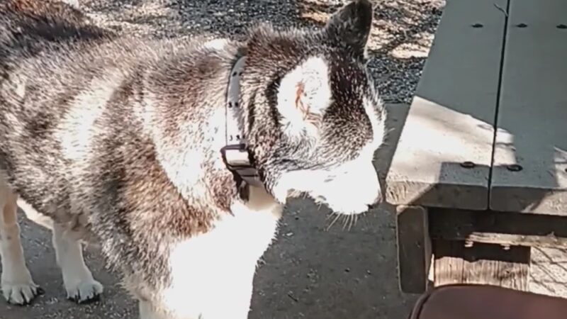 Boca Ciega Millennium Park Dog Park - Seminole, FL