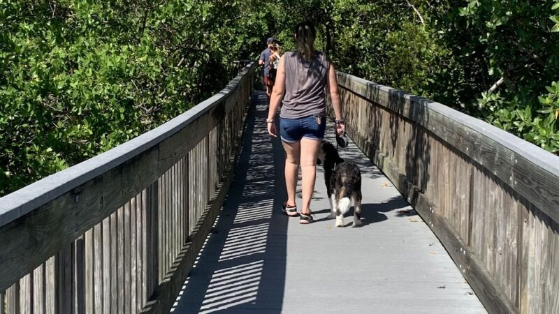 Boca Ciega Millennium Park Dog Park - Seminole, FL