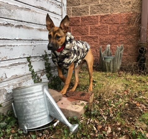 Fetch A Friend Rescue - Seneca Falls, NY