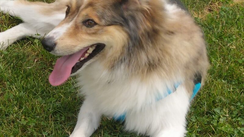 Fetch A Friend Rescue - Seneca Falls, NY